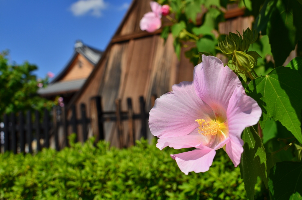 妙蓮寺の芙蓉２