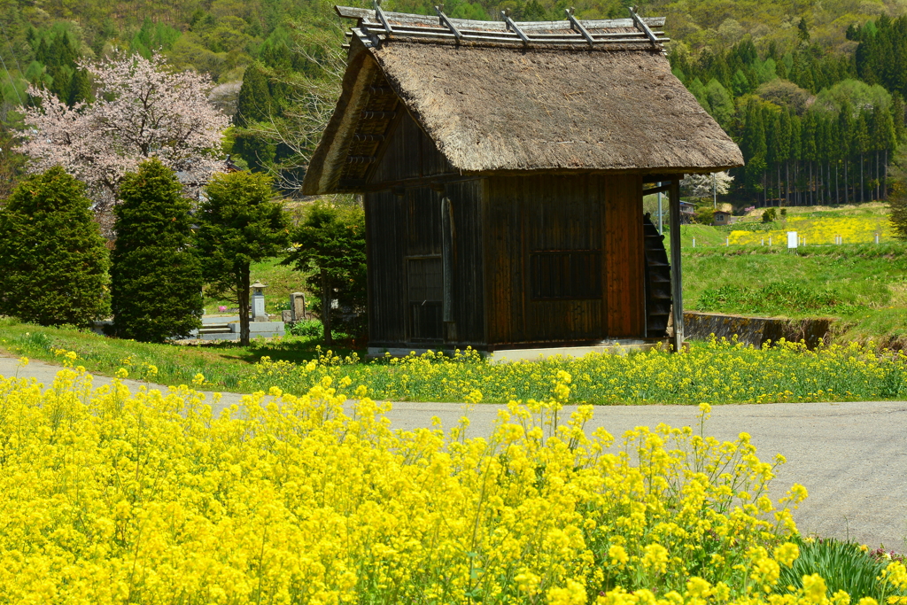 新行高原の春２