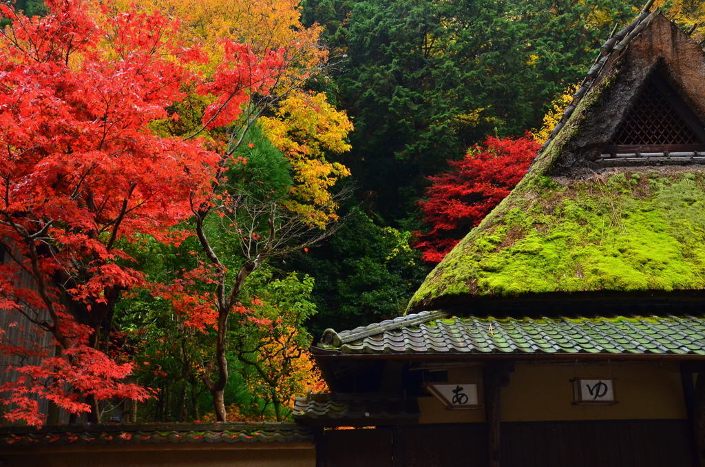 鮎の宿・つたやの紅葉