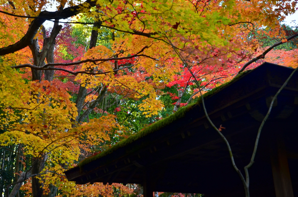 高桐院参道門・錦秋