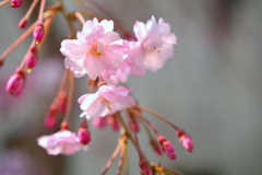 旧明倫小学校近くの枝垂桜