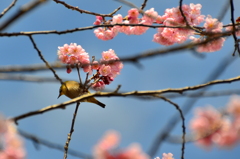 早咲き桜とメジロ