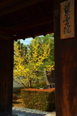 妙心寺慈雲院山門の花