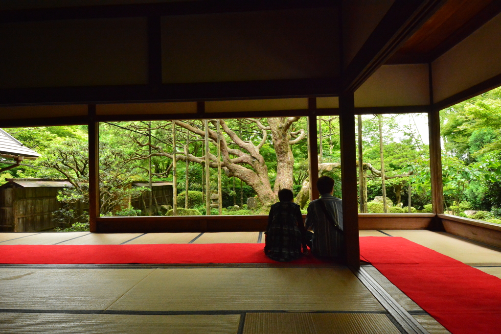 宝泉院・五葉の松２