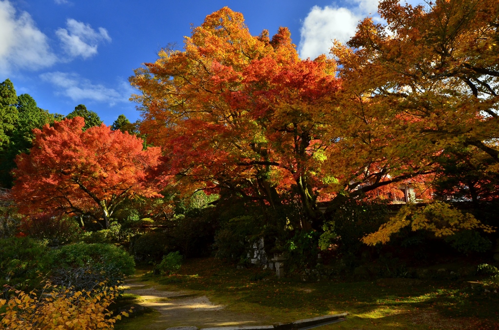 実光院の紅葉