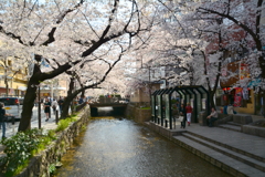 高瀬川の桜