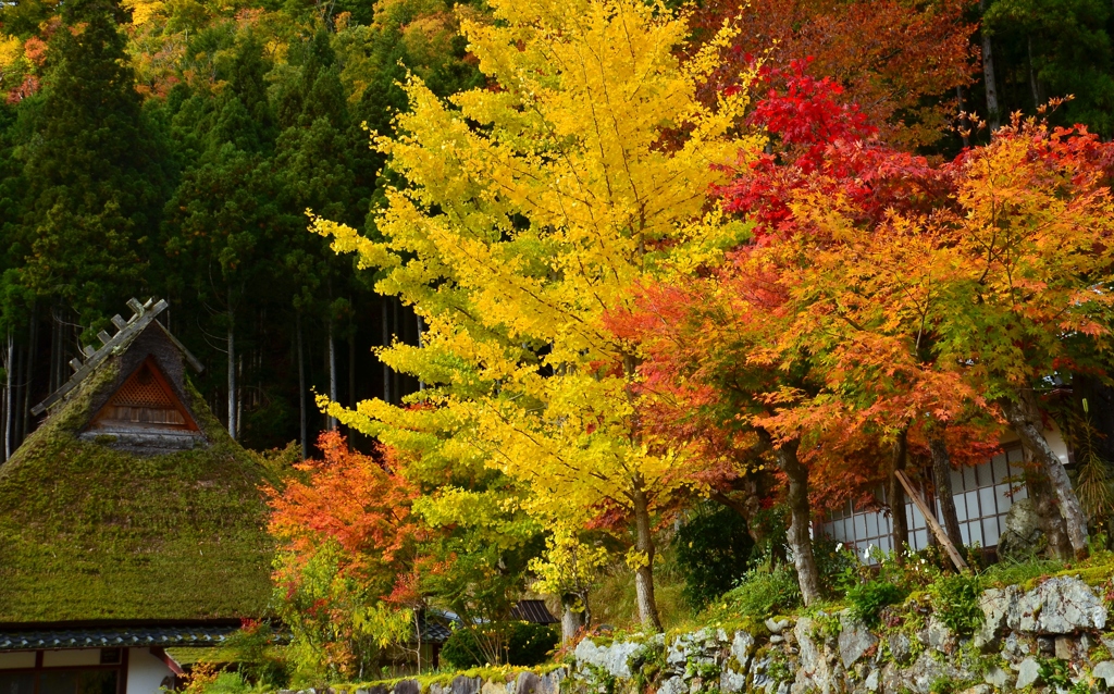 里の紅葉