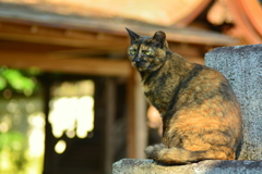宗像神社の狛猫