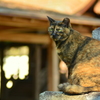 宗像神社の狛猫