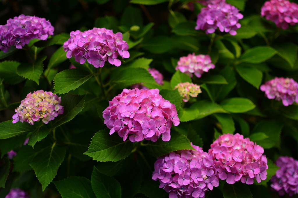 道すがらの紫陽花