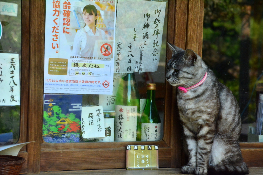 梅宮大社の日常