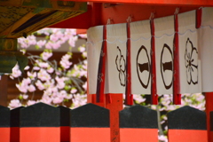 車折神社の桜４