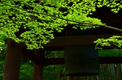 圓光寺の楓
