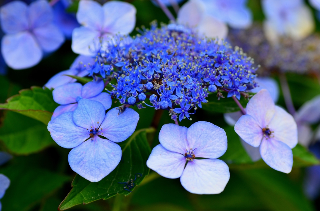 八月の紫陽花２