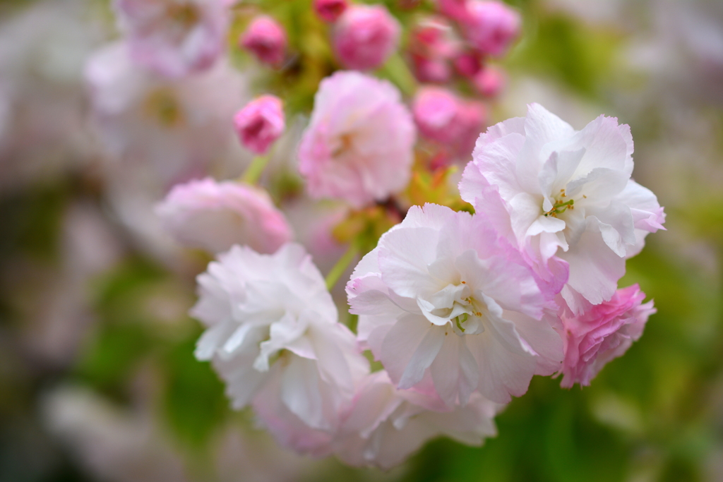 西院春日神社の八重桜１