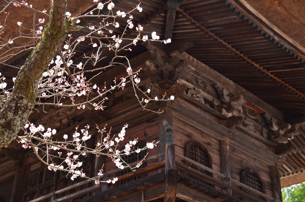 霊松寺山門・春