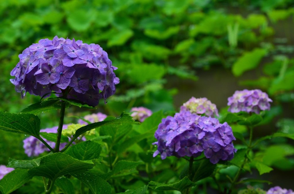 法金剛院の紫陽花Ⅰ