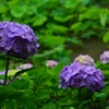 法金剛院の紫陽花Ⅰ