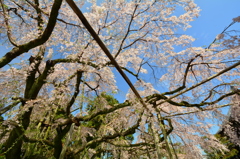 醍醐寺・三宝院の桜