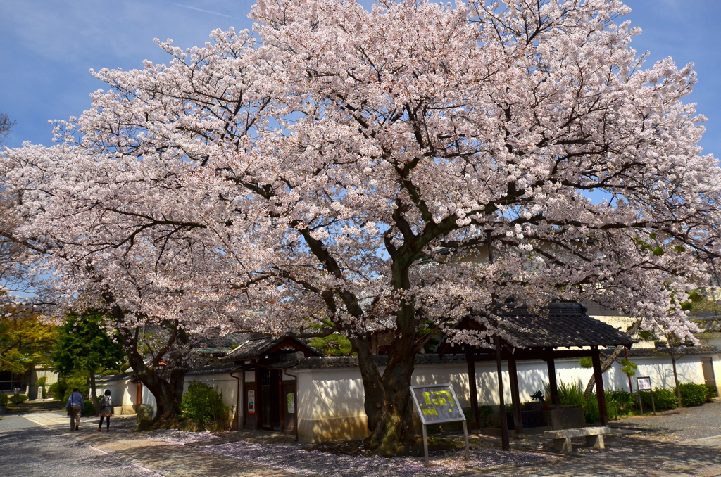 本隆寺の大櫻１