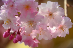 壬生寺・紅八重枝垂桜２