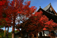 相国寺法堂・錦秋