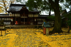 縣神社・初冬