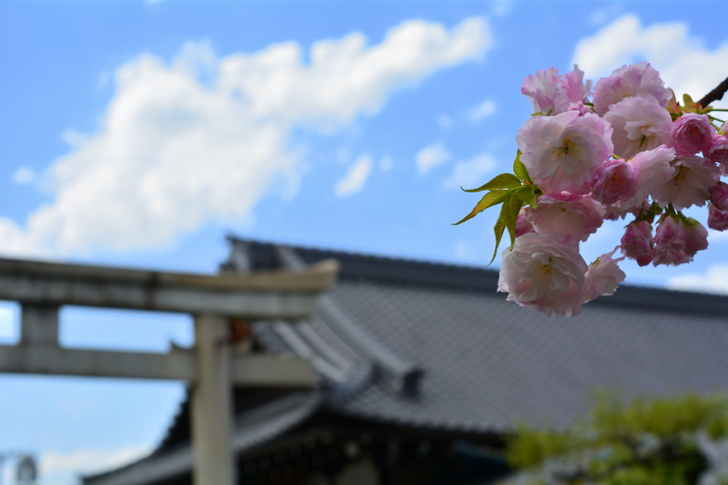 西院春日神社の八重桜２