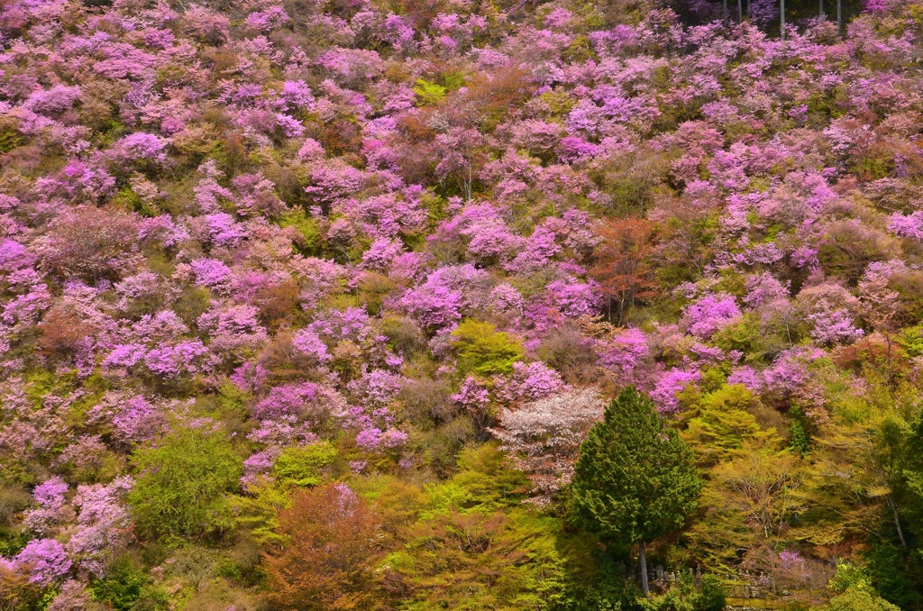 西明寺のミツバツツジ１