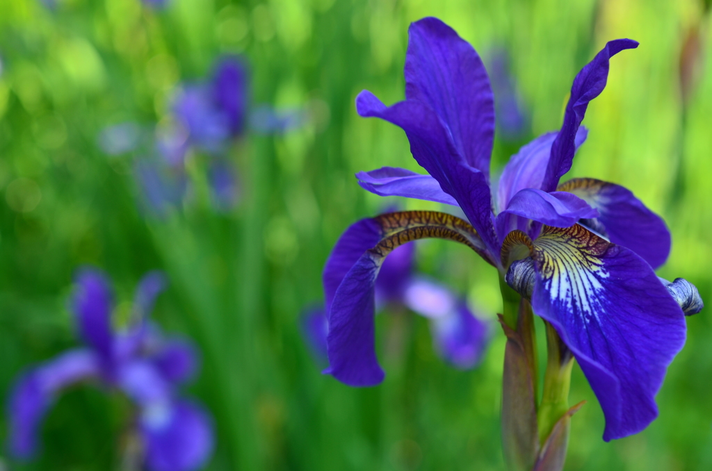 梅宮大社の花菖蒲