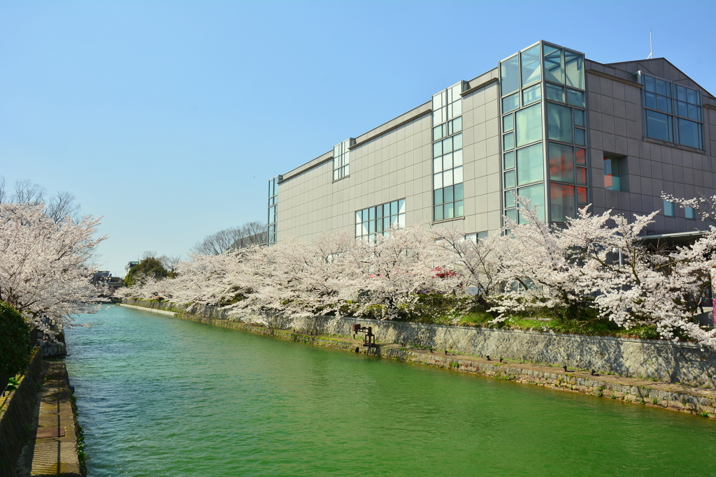 京都国立近代美術館の桜