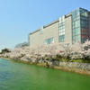京都国立近代美術館の桜