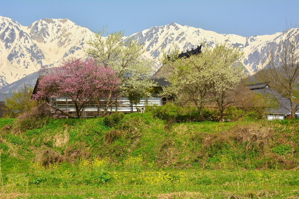 白馬・大出地区の春