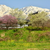 白馬・大出地区の春