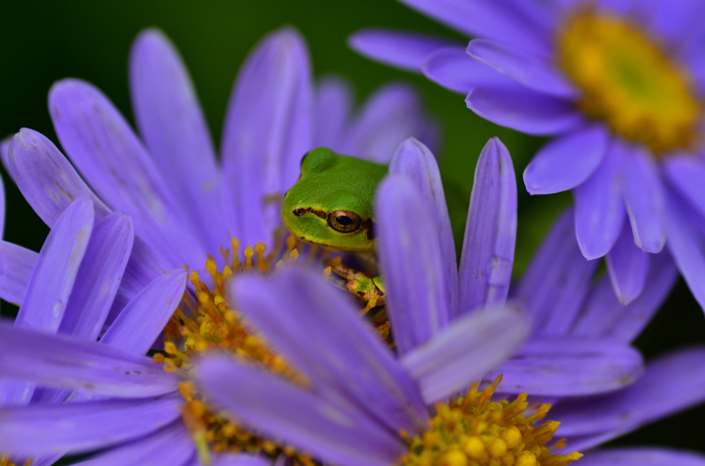 花の陰からこんにちは