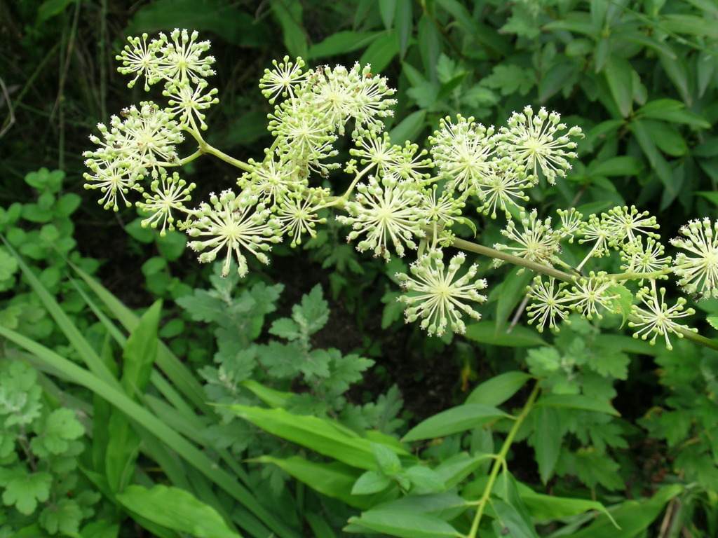 独活の花