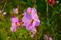 モスコス！！！