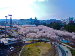 桜のある風景