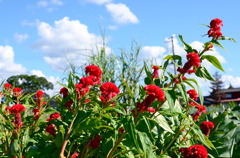 太陽にのびろ!!!