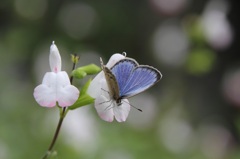 花と蝶