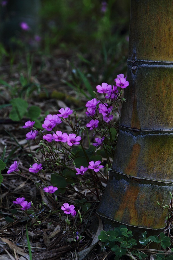 竹林の花