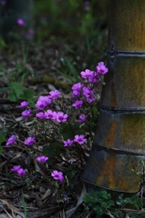 竹林の花