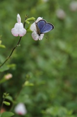 花と蝶