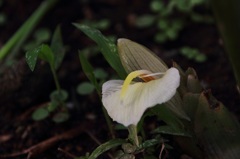 茗荷