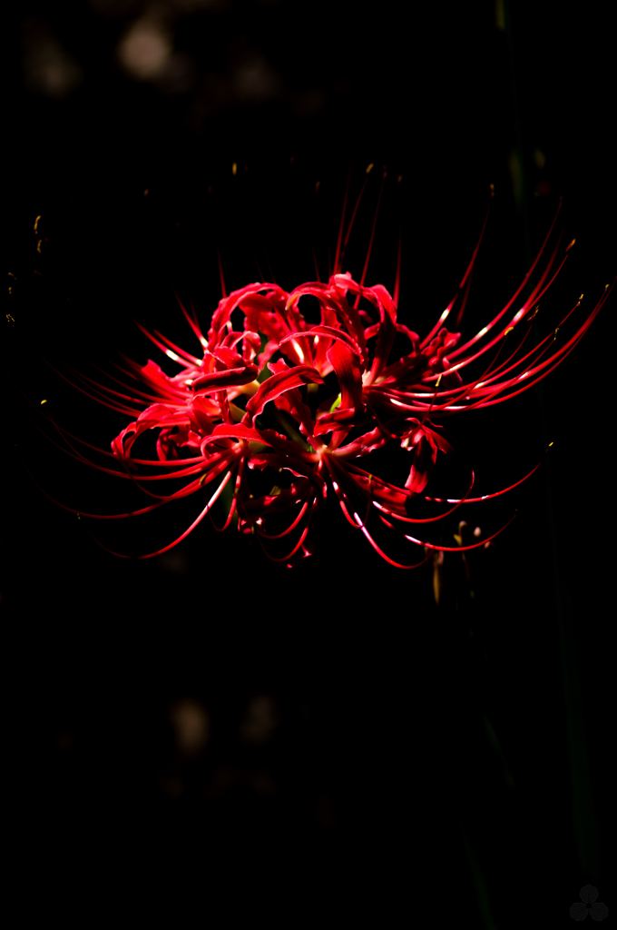 曼珠沙華