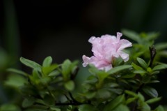 雫