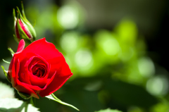 薔薇