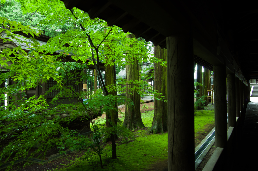 緑の回廊