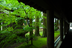 緑の回廊
