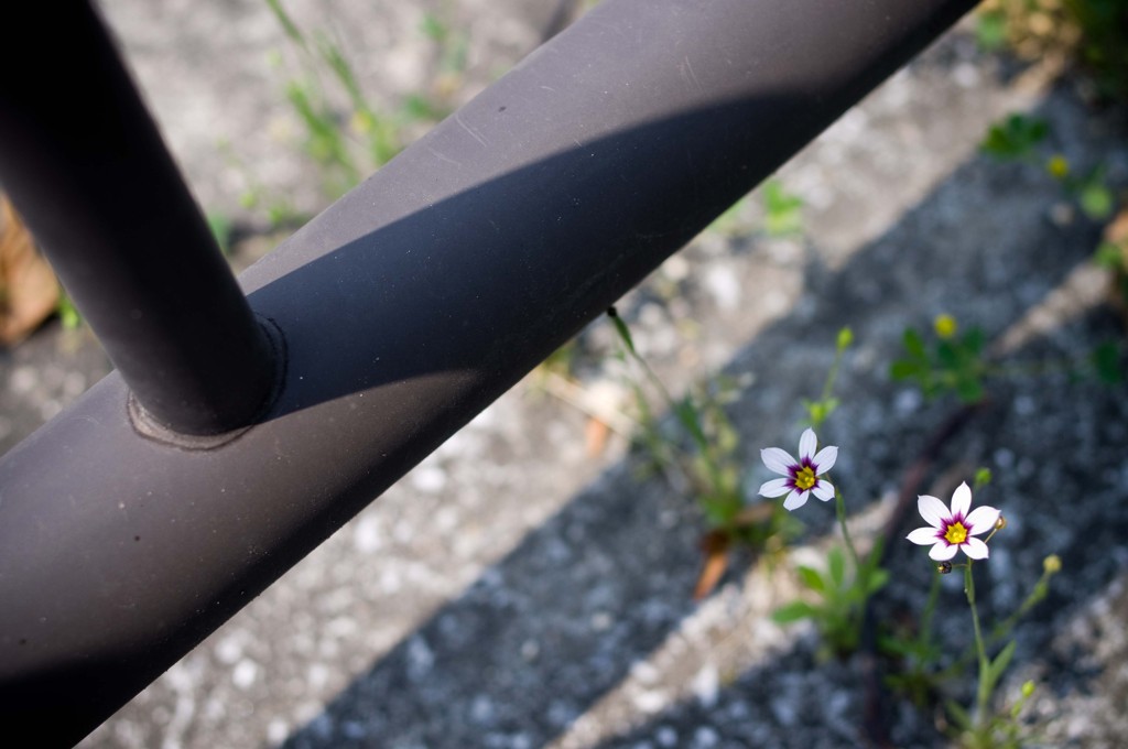 路傍の花